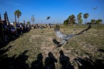 This photo taken on December 25, 2022 shows Eastern Sarus cranes that were bred at Nakhon Ratchasima Zoo flying away after being released at Huai Chorakhe Mak reservoir in the eastern Thai province of Buriram. Photo: AFP