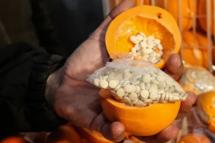  A man shows fake oranges filled with illegal drug pills. Photo: AFP