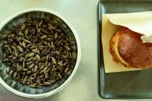 Waiter, there's an insect in my burger? A Bangkok pop-up is serving cricket burgers. Photo: AFP