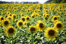 A sunflower field is pictured outside the village. Photo: AFP