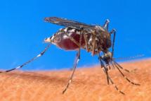  Malaria-infected mosquitoes . Photo: AFP