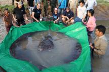 This handout photo taken on June 14, 2022 and released on June 20 by the US-funded Wonders of the Mekong project shows a 661 pound (300kg) giant freshwater stingray that was caught and released in the Mekong river in Cambodia's Stung Treng province. Photo: AFP