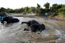 Elephants take a bath. Photo: EPA