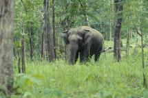 Better hope for the future of this juvenile elephant in the wild. Photo: WCS Myanmar

