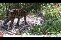 Embedded thumbnail for Endangered tiger filmed in Tanintharyi Region
