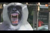 Embedded thumbnail for Delhi deploys cutout monkeys to protect G20 summit