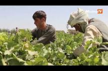 Embedded thumbnail for Afghan farmers harvest their crops with no guarantee of making ends meet