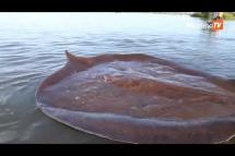 Embedded thumbnail for Giant endangered stingray released into Mekong River in Cambodia