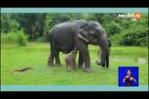 Embedded thumbnail for Rare white elephant born in Myanmar